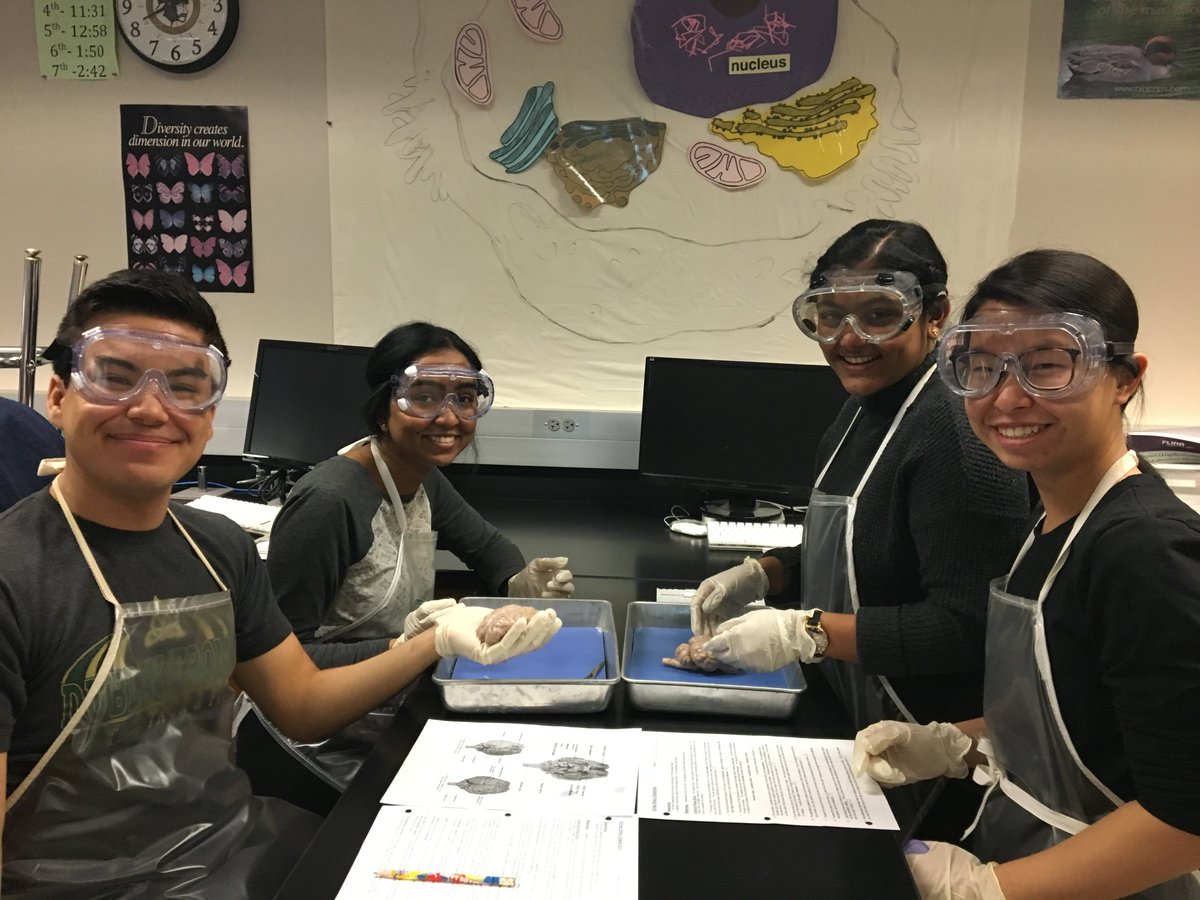 DJHSIB's tweet photo. Its brain dissection day in IB Biology at Jerome!  #WeLoveIB @DublinIB @dublinjeromehs https://t.co/IPQ4cCLYgs