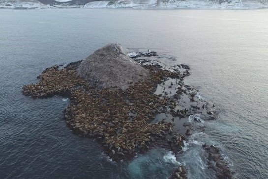 北海道新聞 Twitterren 弁天島周辺トド集結 稚内水試確認 漁業被害に懸念 T Co G12c7jubjp