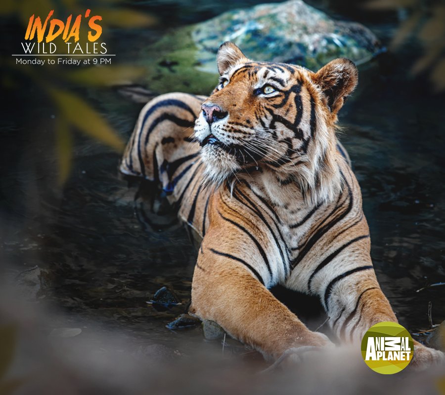 Animal Planet India on Twitter: Animal Planet India on Twitter: