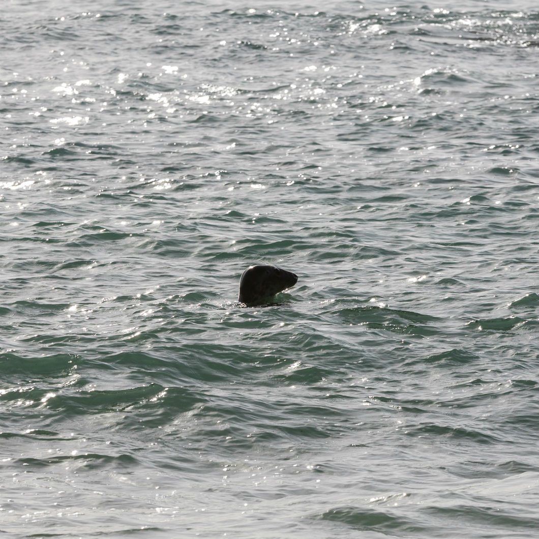 We're very luck to be located in an #AreaofOutstandingNaturalBeauty and a #SiteofSpecialScientificInterest - perfect for a variety of wildlife. As well as having the reputation as one of the UK's leading #birdwatching sites, we also see quite a few of these guys too! #Porthgwarra