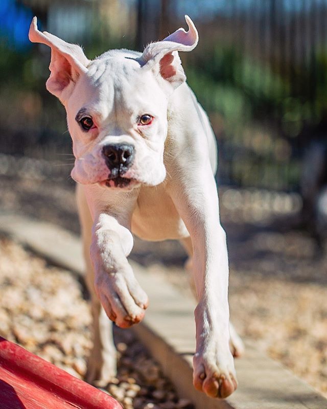 PetVetOnPatton's tweet photo. Throw your ears in the air 🙌
🐶: Maxine
#friyay #dailydog
.
.
.
.
.
#petvetonpatton #fotobycoco #asheville #ashevilledog #828isgreat #avltoday #doggiedaycare #theweekoninstagram #dogcrushdaily #bestwoof10k #livecolorfully #pupstagram #dailybarker #topdogphoto #happiestpups #m… https://t.co/Nex41qDwp6