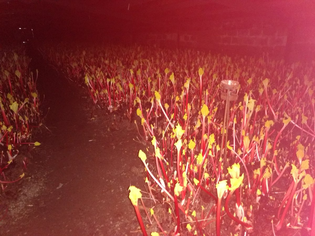 Inside the famous Carlton forced rhubarb sheds with government inspector who will decide whether they will be replaced by 129 houses <a href="/CarltonVNF/">Carlton Village Neighbourhood Forum</a>