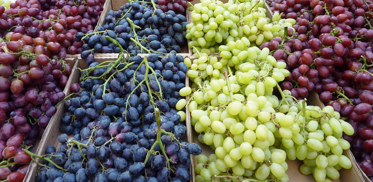 GrapeSummit's tweet photo. Visit us at Fruit Logistica Berlin 2019, at Hall 7.2c / A01b. See you soon! https://t.co/XC0xxN9G53 #globalgrapesummit https://t.co/JPQV6hbZf9