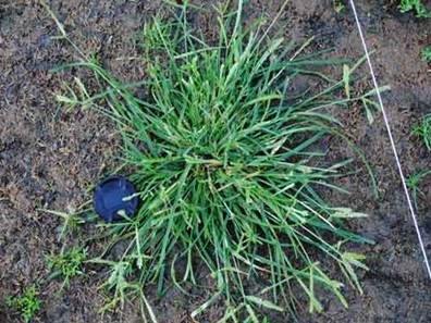 Duck, duck, goosegrass 😁!  Goosegrass in cool-season fairways in an increasing problem.  Check out management strategies in this #GST Talking Turf:  bit.ly/TT_01222019