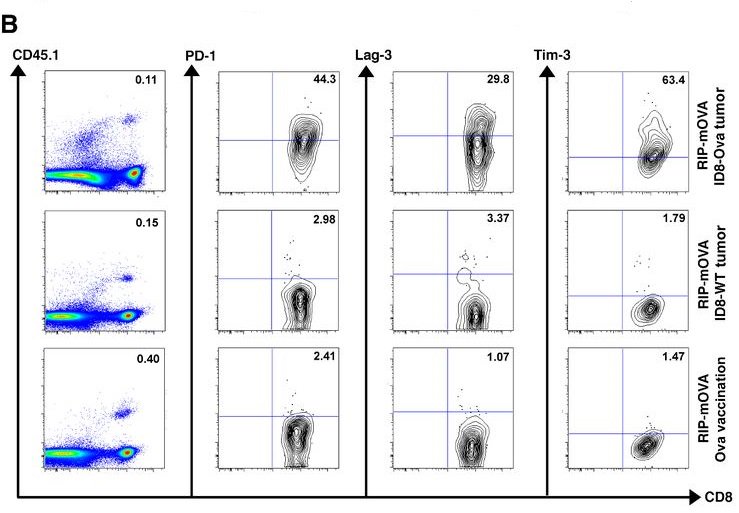 Cancer Immunology Research (@cir_aacr) on Twitter photo ICYMI: Miller et al. show that adpotive cell therapy using cells with a low affinity TCR to a self-antigen still exhibit antitumor cytotoxicity, while minimizing autoimmune damage. #AntitumorCytotoxicity #LowAffinityTCR #AdoptiveCellTherapy sm.aacr.org/jAYK30nrmEU ICYMI: Miller et al. show that adpotive cell therapy using cells with a low affinity TCR to a self-antigen still exhibit antitumor cytotoxicity, while minimizing autoimmune damage. #AntitumorCytotoxicity #LowAffinityTCR #AdoptiveCellTherapy sm.aacr.org/jAYK30nrmEU