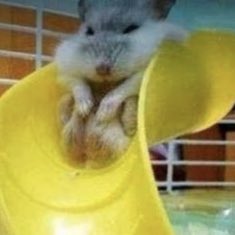 ICH SCHREIE WIE ER DA DRIN HOCKT