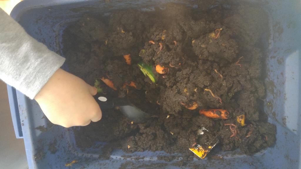 FDKSharonPS's tweet image. Composting is our way of life in our room..not a series of lessons. #wormcomposting  @SharonPublic @YRDSBEcoSchools