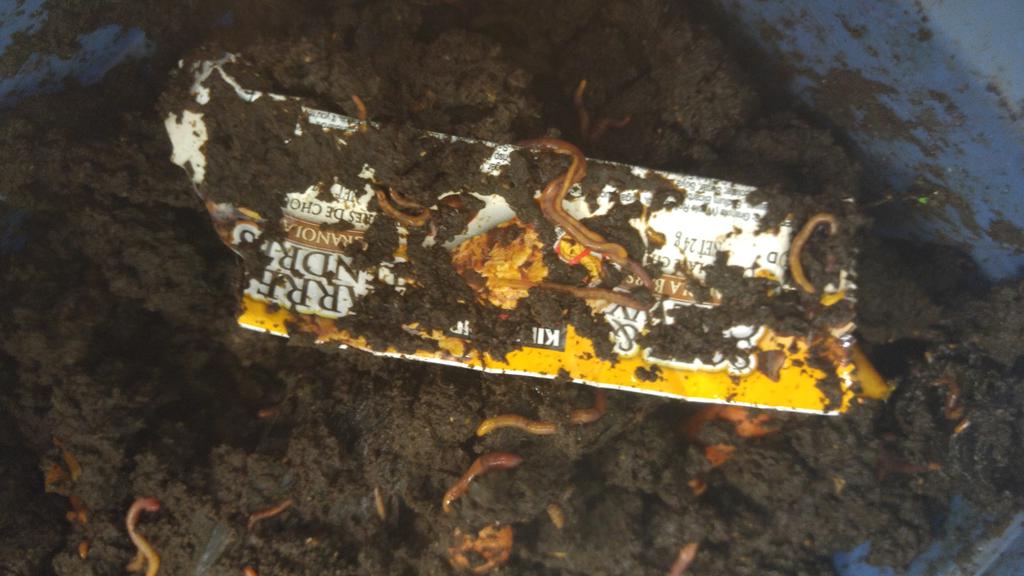 FDKSharonPS's tweet image. Composting is our way of life in our room..not a series of lessons. #wormcomposting  @SharonPublic @YRDSBEcoSchools