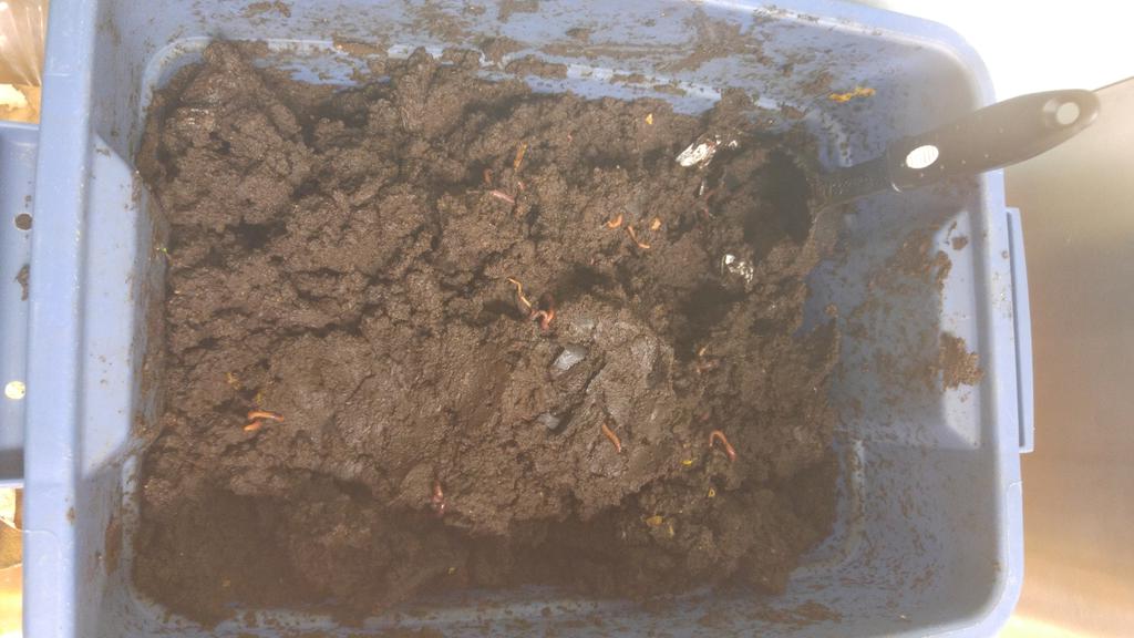 FDKSharonPS's tweet image. Composting is our way of life in our room..not a series of lessons. #wormcomposting  @SharonPublic @YRDSBEcoSchools