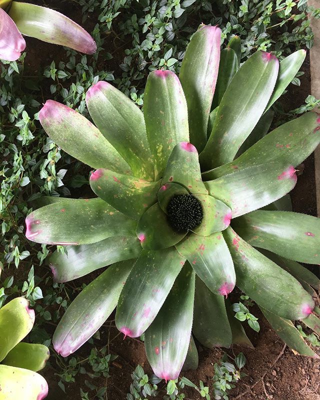 jess55gale's tweet photo. Colour inspiration in the tropics. I’ve had an amazing nine days in Brazil. It’s so COLOURFUL! 🌸🌼🌺 Heading home later today ✈️ brimming with ideas. .
.
.
#ilovebrazil #brasil #angradosreis #colour #tropical #colourinspo #inspiration #fasano #JessicaG… https://t.co/cz4Ttq7Muu https://t.co/P3FhbFxYl6