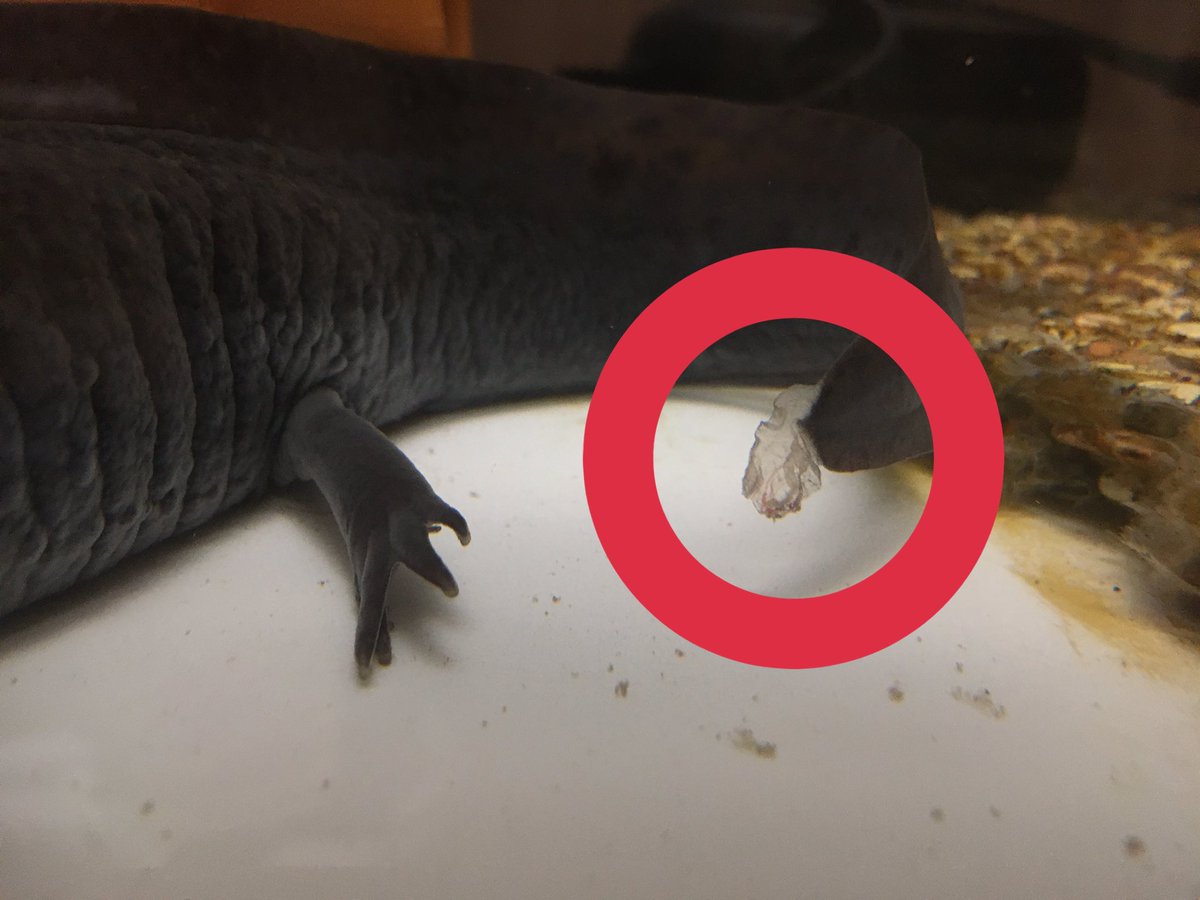 孤 恋 ここい 飼育中 たまに思うだけどウーパールーパーこれって何 成長してるのかな ふわふわしてふから害ではないと思うけどエイトちゃんまだ成長してるのか ﾁﾗｯ ウーパールーパー 両生類 ウーパールーパー飼育 両生類飼育