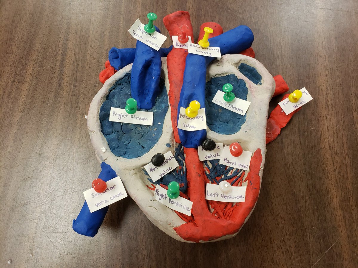 renfrewraiders's tweet photo. Cassandra and Samantha Kilby present their models of the human heart from Mr. Ferguson's Emergency Services class.
#RenfrewCollegiateLearning https://t.co/u9UaXVCtpO