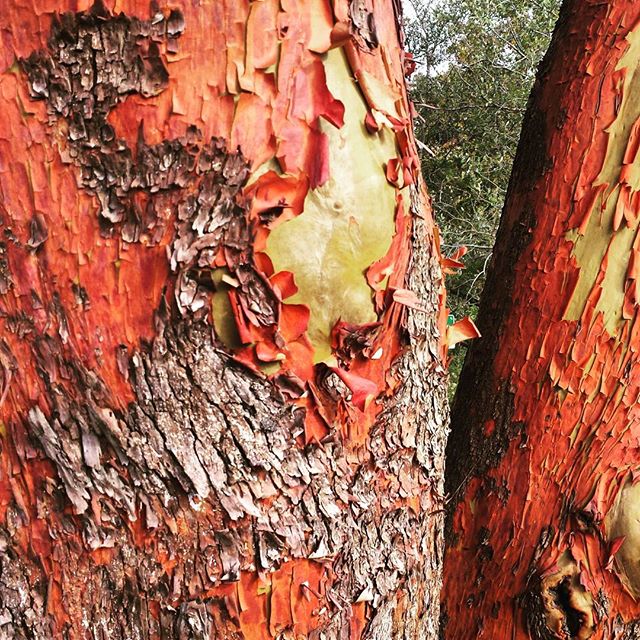 greenseattle's tweet photo. Join the @ArbutusARME on February 16 at Camp Long for a workshop on Pacific madrone. In this session, we will focus on tree identification, forest ecology, pathogens, and conservation efforts. We will also introduce everyone to the @Treesnapapp app.  https://t.co/NO69AWG2Hz https://t.co/K9onbjCX0S