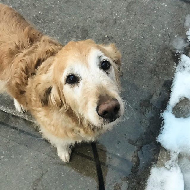 TheyWalkDogs's tweet image. A rare shot of Moira not #partyin #theywalkdogs bit.ly/2B3Uw0t