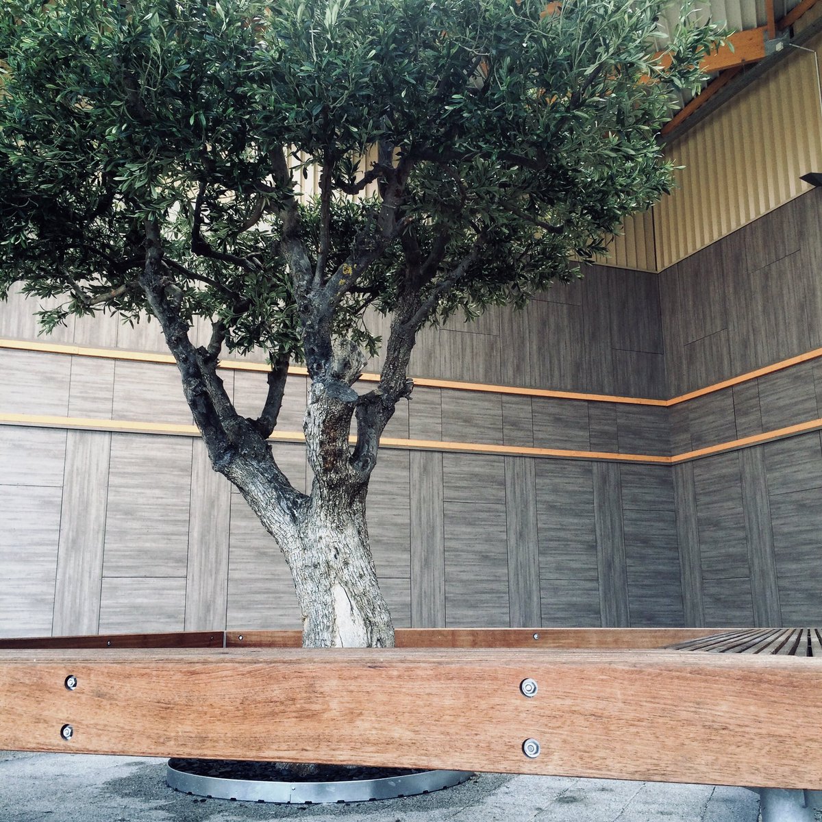 Hydrodecor37's tweet photo. Invitez la nature dans vos locaux 🌳🌿
.
.
.
.
.
#hydrodecor #design #architecturephotography #architectanddesign #follow #tree #nature #amazing #business #work #Tours #Orléans #Paris #France https://t.co/FridP7d9Y1