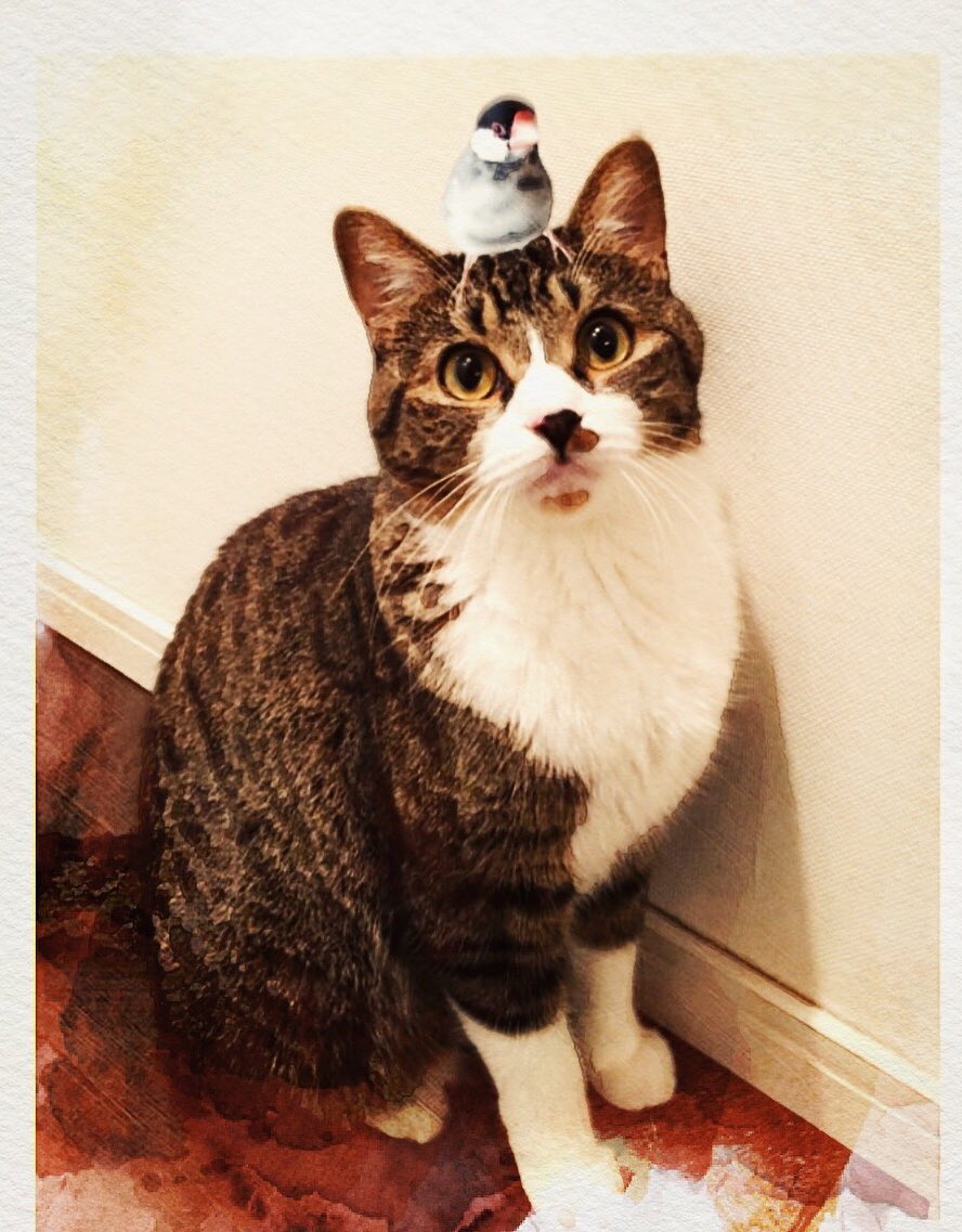 猫と文鳥