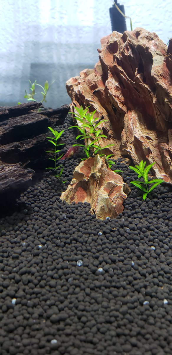 ArrowheadAquat1's tweet photo. Good Morning.
I hope nobody has caught a cold heading into the weekend like I have ๐๐
#CherryShrimp #Dennerle #Berried https://t.co/pWf4imDbm6