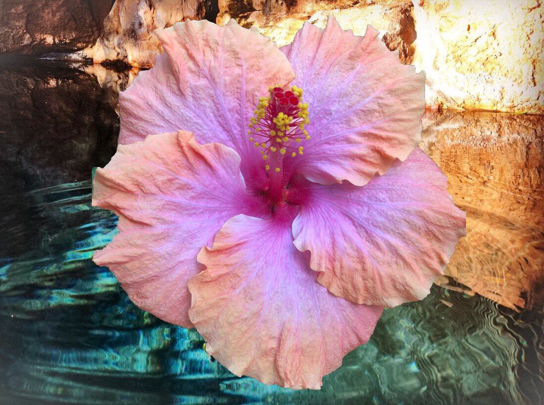 fictionsway's tweet photo. Photography of lake and flower 🌸 with my #canon 🌺 Created with #adobe #photooftheday #digitaldesign https://t.co/TMA02f5SJ7