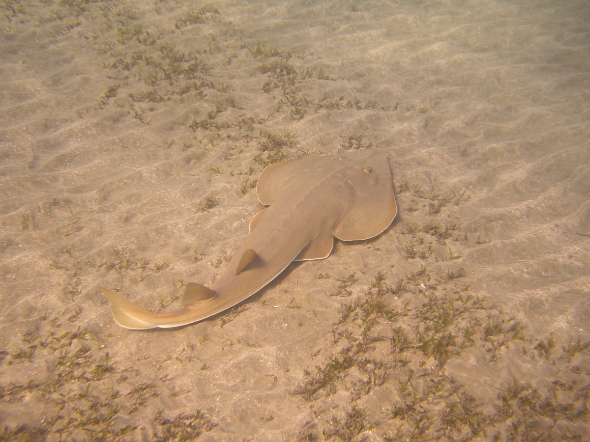 WCSsharks's tweet photo. Palau, Samoa and Fiji sign on to protect sharks and rays https://t.co/eMifZay9nw #CITES #shark #ray #flatsharkfriday https://t.co/0FnPliVTmK