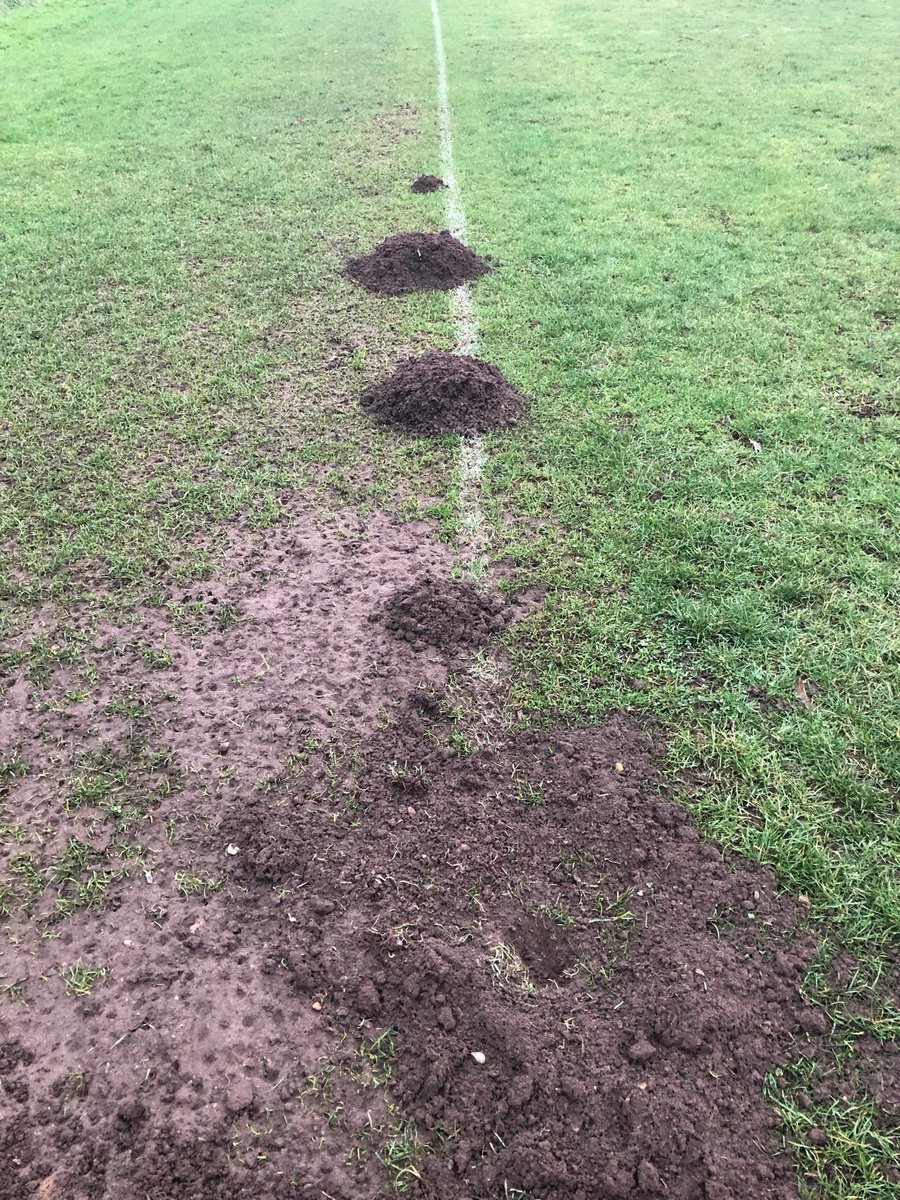 nspsaturday's tweet photo. How do the moles know exactly where the line is ???#undergroundradar 😩 https://t.co/0QZ8tG1QHJ
