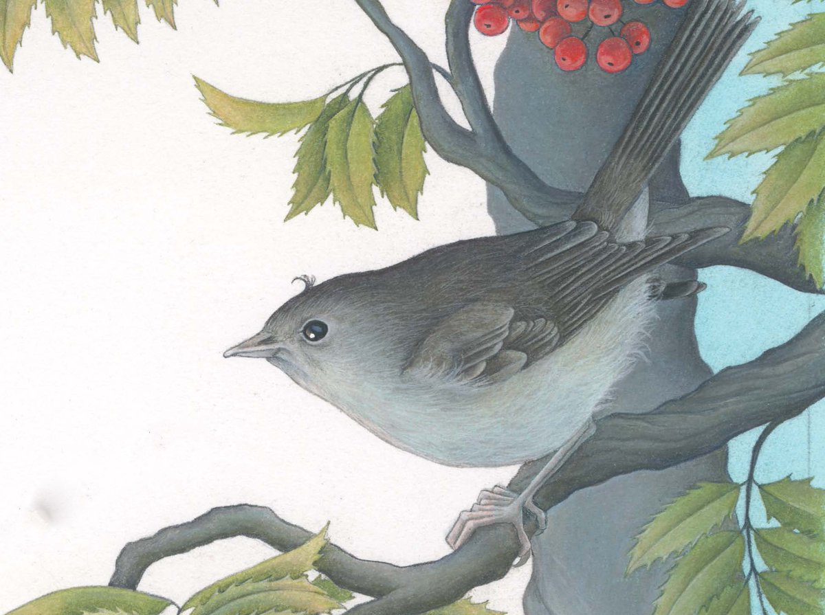 BCKidsBooks's tweet photo. This weekend is the RSPB's #BigGardenBirdWatch, which encourages you to connect with nature in your local area. We think it's incredibly important for children to retain this interest in the natural world, and our book A Wee Bird Was Watching helps do just that. 🌳🐦🦉 @IAMKP https://t.co/ZQZ7R1VOR5