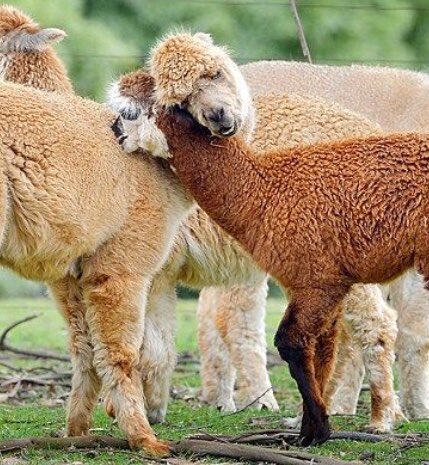 Alpaca Fact 21:Alpacas don’t have arms, so in alpaca world when it comes to showing affection, necks = arms.  #ALECvsALPACA  #SaveShadowhunters