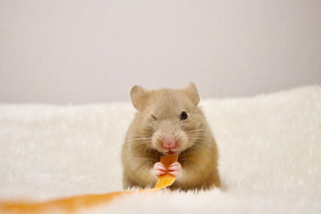 sendhamstermail's tweet photo. Yes... I know I am cute 🐹😉
~
🐹💌 Send your hamster their very own mail of healthy treats and toys! Go to https://t.co/zPfcTjANoC to learn more.
📷👈 @tomo_hams
~
#hammies #smallanimalsofinsta #hamstergram #hammy #sendhamstermail #hamsterlife #subscriptionbox https://t.co/rSI6oocjC5