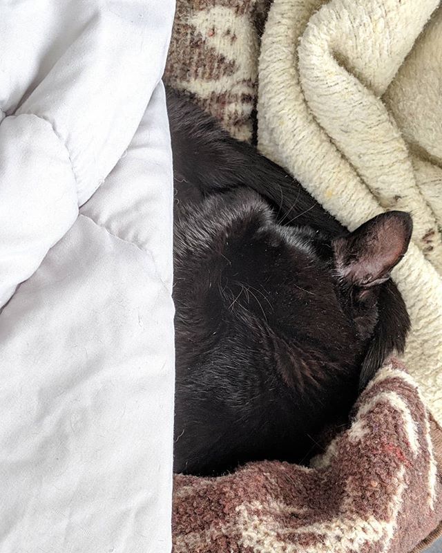 caityunderscore's tweet photo. Cupcake crossed the Rainbow Bridge yesterday. RiP to the world's oldest baby, you are loved, you are missed 💔 https://t.co/jDdxhVepRp https://t.co/MOunrd0MIy