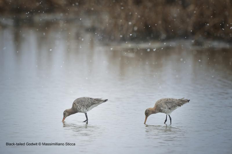 HeritageFundUK's tweet image. It's time to go to your garden - #BigGardenBirdWatch starts today! If you want to know more about some of the many bird species that have benefited from #HLFSupported projects go here: bit.ly/2MOeDDN