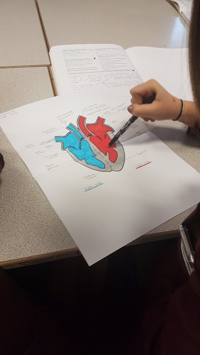 MissSimpsonPE's tweet photo. Year 10 GCSE PE this week have learned the passage of blood through the heart and can now do it from memory. Labelled heart - recited with sheet - recited from memory - exit ticket flow chart #proud #repetition #embeddingknowledge #teamwork #bishbashbosh @TheMFG2020 @ejrollins https://t.co/7MMCrB2ZMS