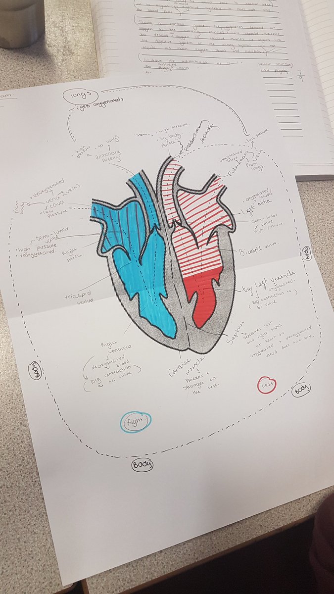 MissSimpsonPE's tweet photo. Year 10 GCSE PE this week have learned the passage of blood through the heart and can now do it from memory. Labelled heart - recited with sheet - recited from memory - exit ticket flow chart #proud #repetition #embeddingknowledge #teamwork #bishbashbosh @TheMFG2020 @ejrollins https://t.co/7MMCrB2ZMS