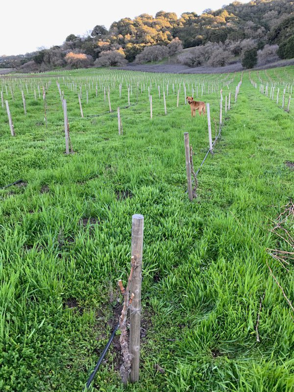 Beautiful day for pruning Grenache Blanc 🌿 at #Popelouchum with Jake 🐕 #winedog