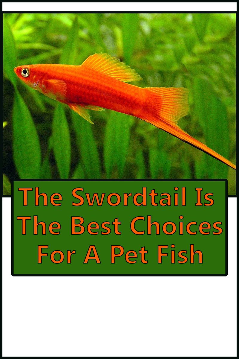 buzz_land's tweet image. Reasons Why The Swordtail Is The Best Choices For A Pet Fish
The Swordtail is one of the most popular aquarium fish species. In  general this fish is quite peaceful and it can inhabit in a typical  tank.
bit.ly/2sLWmi1
#TheSwordtail
#FishPet
#BestFishPet
