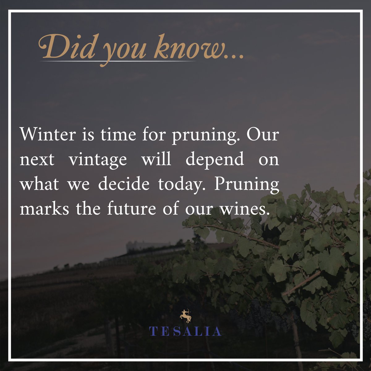 🇪🇸 La poda de la viña es muy importante, puesto que de ello depende la cosecha del futuro.

🇬🇧 The future of our wines depends on today´s pruning.

bodegatesalia.com