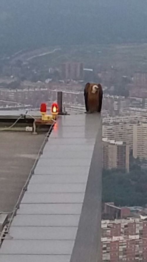 atlante83's tweet photo. Las cámaras de una de las Cuatro Torres de Madrid captan un buitre leonado posado en su azotea https://t.co/hl8wucSTzM https://t.co/wEBeLxxvBA