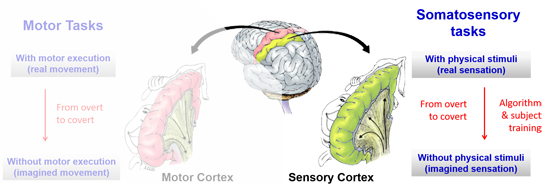 IEEEBrain's tweet photo. Have you seen this great in-depth piece from our most recent #BrainInsight Newsletter? It tackles the weighty subject of decoding oscillatory #brain dynamics induced by #haptic stimuli and imagined haptic stimuli sensation: https://t.co/FCkhrjg4ak #BCI https://t.co/eXdek4fEXA