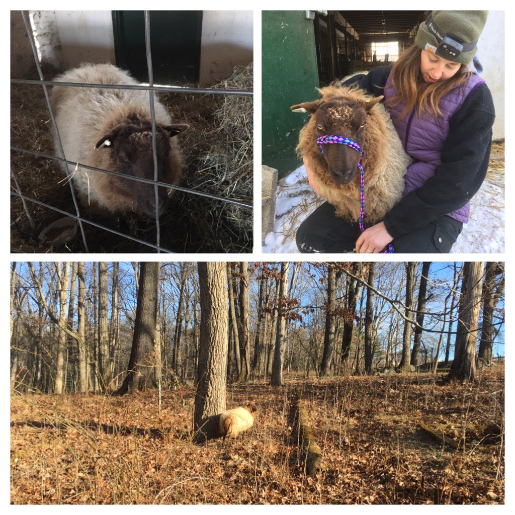 FriendsGKF's tweet photo. It's #FarmPhotoFriday! Fortunately, Leia, one of our sheep, is better after battling sheep polio earlier this month. Extending a huge, heartfelt thanks to Leanna, veterinarian & wife of our farm manager, for her quick thinking and swift action which surely saved our precious Leia https://t.co/7i1MpldxmC