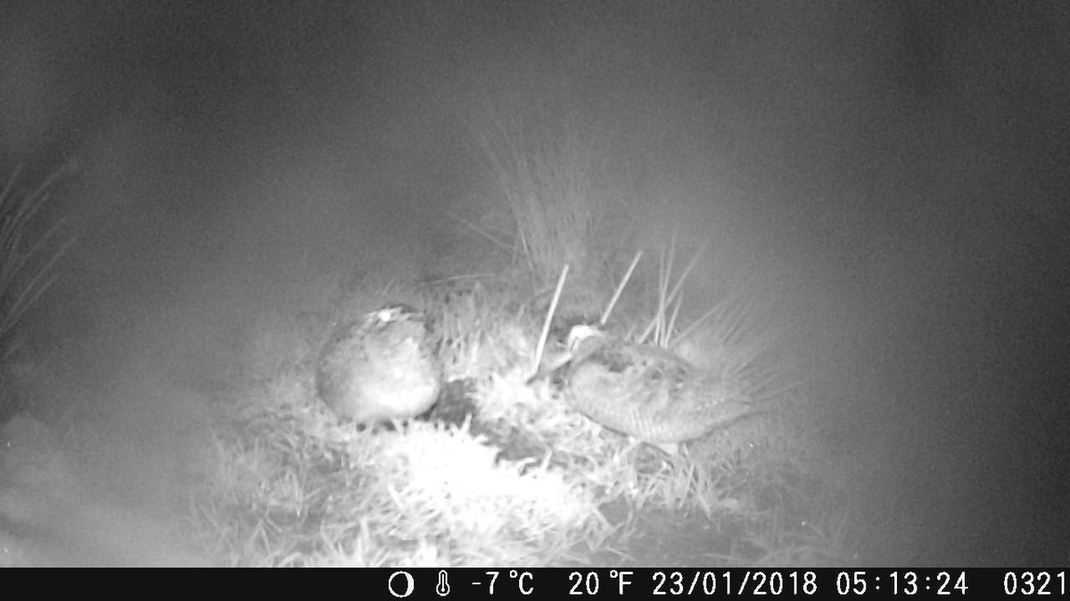 With a good covering of snow and sub-zero temps the running water of the ditch becomes a very busy place! Woodcock and Snipe foraging side by side, and one Woodcock even having a wee rest while another passes by <a href="/IrishWoodcock/">Irish Woodcock Project</a> <a href="/stevie_evans1/">Scarecrow Reject</a>