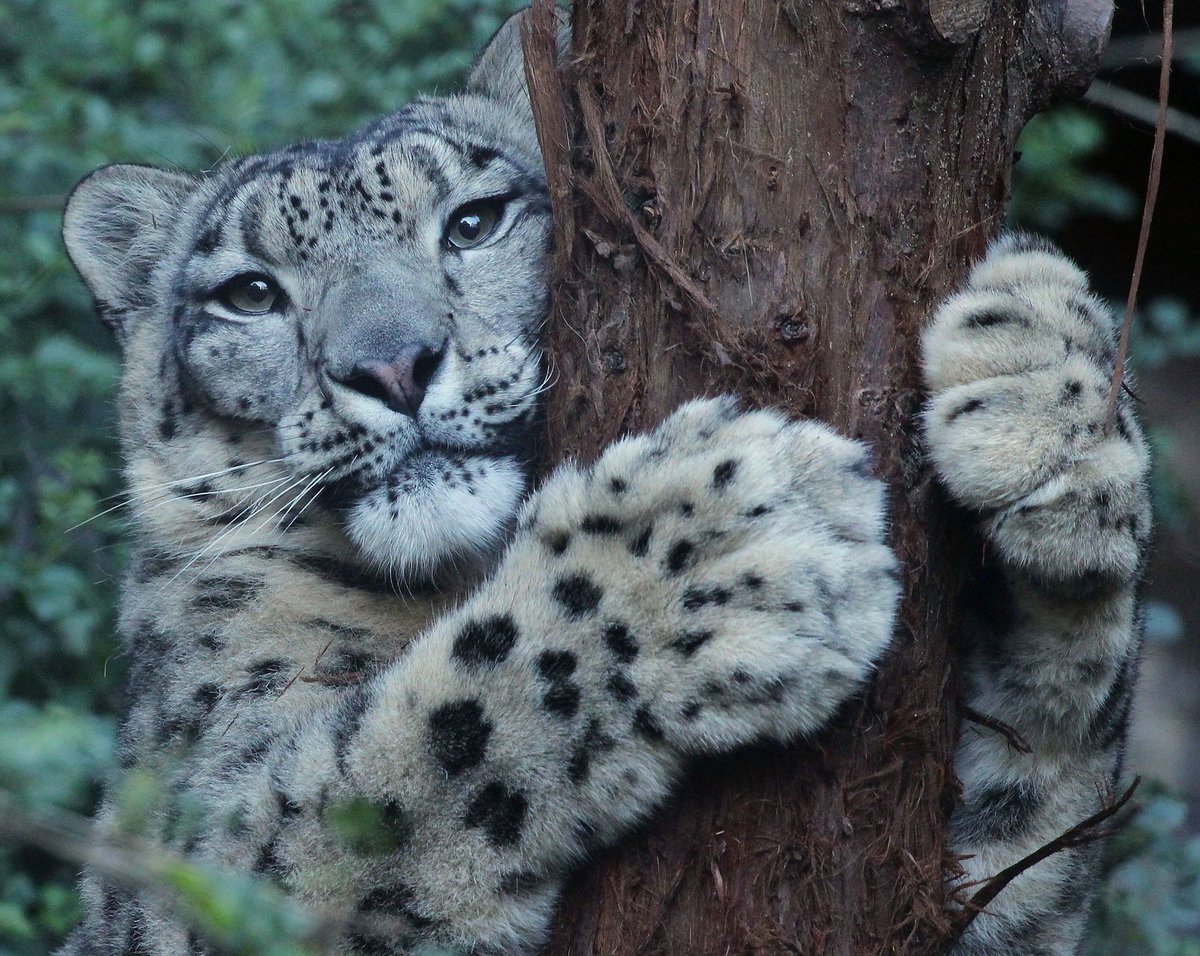 Tree huggers are pawesome. Re-tweet if you're a 🌲🤗 📷: Mary-Ellen Jordan https://t.co/xIMVmchCat