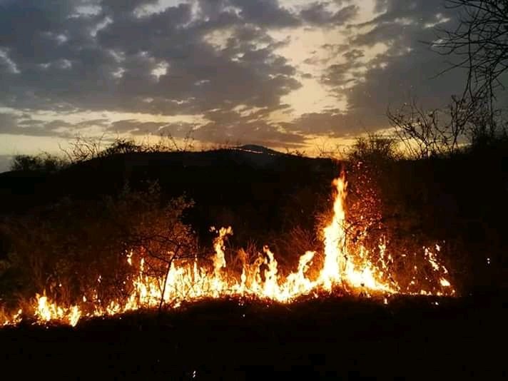gizemediapromo's tweet photo. The high-intensity fire that broke out at #NechiSar National #Park in #ArbaMinch city last night destroyed 1, 000 ha forest #Ethiopian Wildlife Conservation Authority #EWCA reports https://t.co/M5w2VO4Gp8