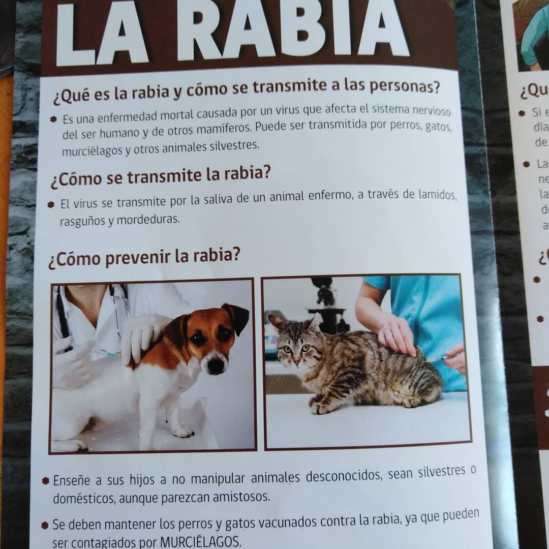 magaby_fe9's tweet photo. En la Pobl. Buen Pastor,La Serena se encontró un 🦇 capturados por 🐈🐈 El servicio de salud se lo llevó al 🦇 para análisis de rabia. Vendrán a vacunar a los 🐈🐈 que cazaron al animal y según los resultados se realizará prevención. Más info en las fotos @AlmacenSilvana https://t.co/xD2jr2psWv