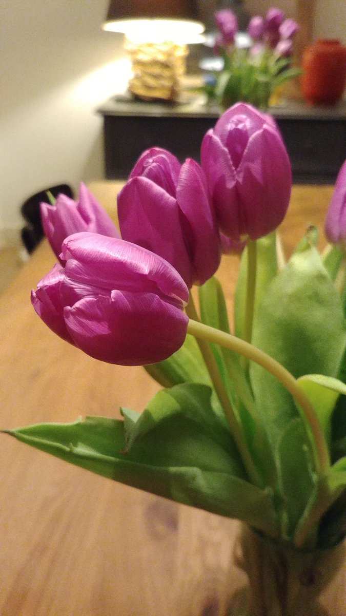 walterdataok's tweet image. Compré tulipanes.