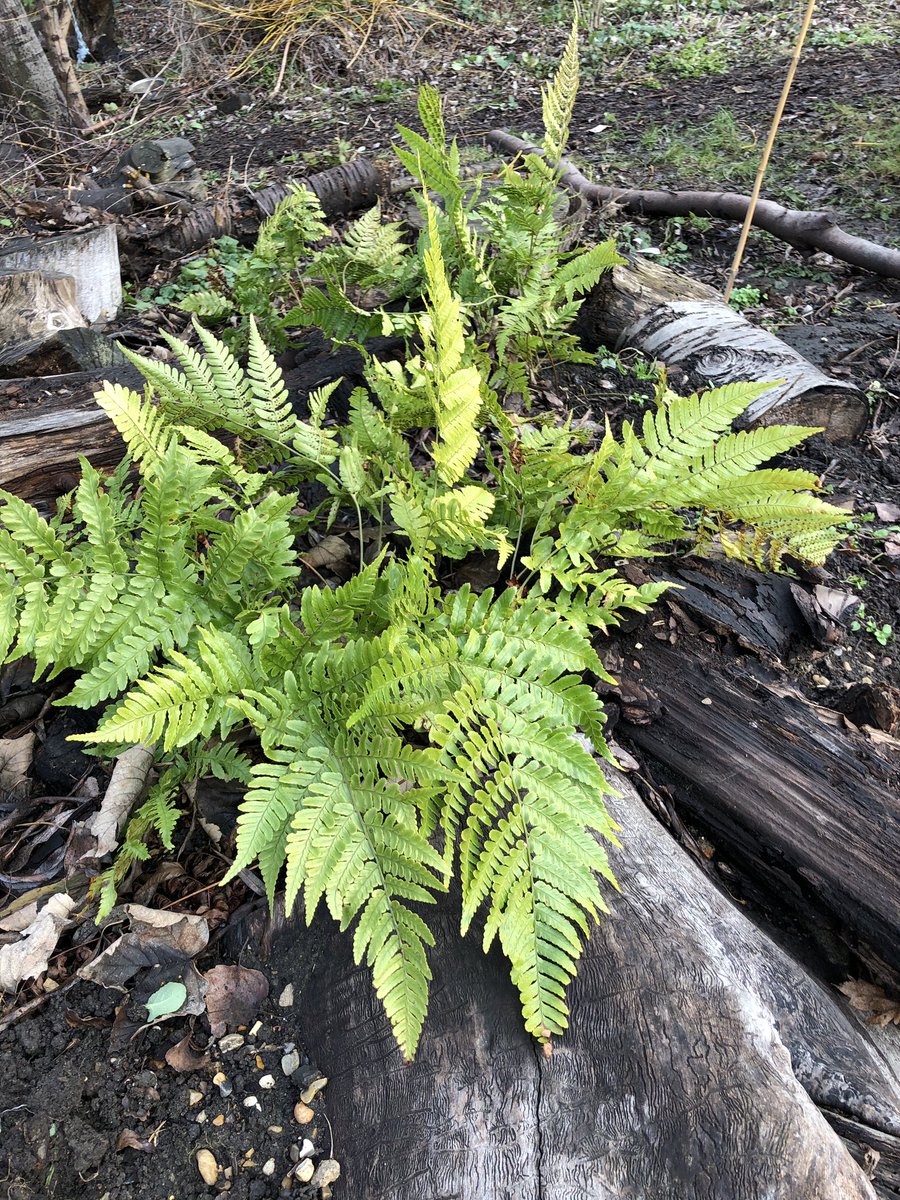 Christchurch School Community Garden tweet media