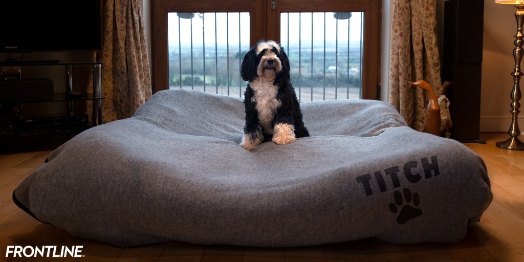 Crufts's tweet photo. .@FrontlinePetUK are giving you the chance to win a HUGE bunch of goodies – a year’s supply of FRONLINE Plus, FRONTLINE Pet Care hamper and 2 tickets to the Best in Show final at #Crufts! 

RETWEET for your chance to win! 

**Competition closes on Wednesday 30th January 2019! ** https://t.co/ayw6cW8sC5
