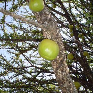 INAHmx's tweet photo. Sabías que el #cirian es un árbol originario de México? #RadioINAH nos ofrece una interesante cápsula, extraída del Museo de Medicina Tradicional y Herbolaria del #INAH Link: https://t.co/SNXAvTq0Ze https://t.co/rU3Zlvh6C3