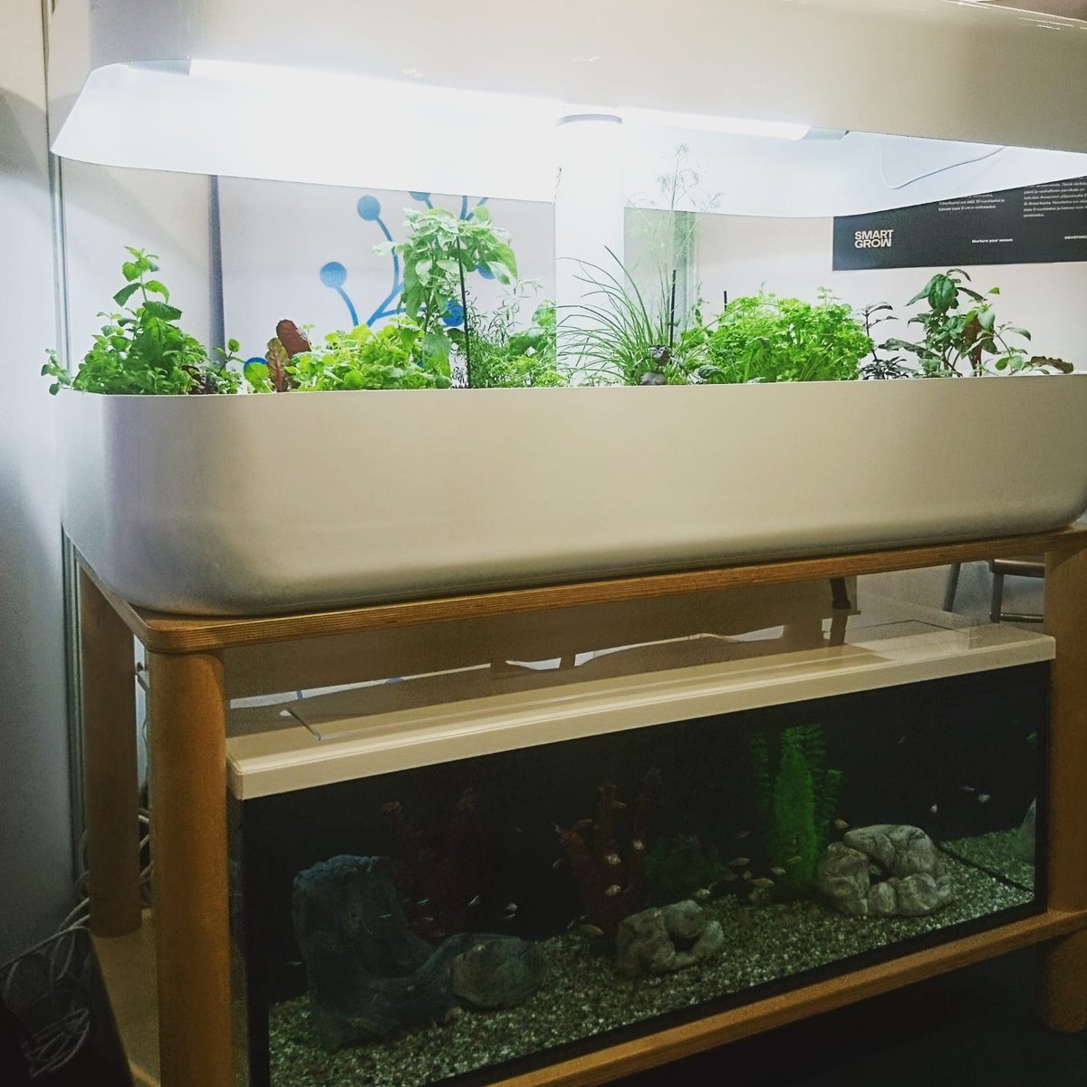 AnnaSuvilaakso's tweet photo. Tämä oli #Educa2019 kiinnostavimpia juttuja: kalat kasvattavat kasveja!! Huikea innovaatio ja suomalaista osaamista @smartgrowsolutions !#aquaponics #localfood #organic #urbangardening #tulevaisuusontäällä #smartgrowsolutions https://t.co/RO1DyVoVY8