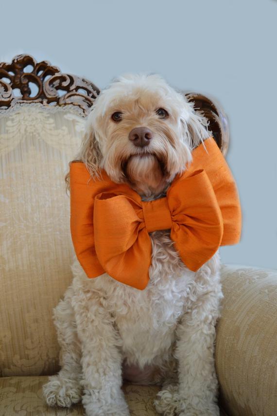 WorldDogExpo's tweet photo. 2019 #WorldDogExpo Vendor Spotlight: DoggieBowtieCollars for Neveen M LLC.

Stop by their booth at World Dog Expo!

https://t.co/BOTwuOImlu https://t.co/edgFYqG62s