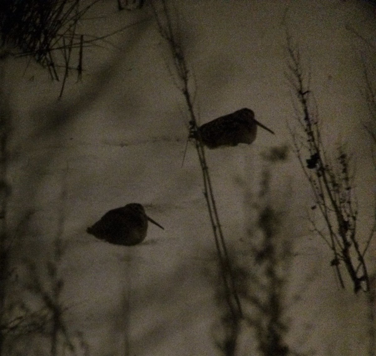 <a href="/stepheninglis_/">Stephen</a> <a href="/woodcock_the/">The Woodcock Trust</a> interesting, great to see them together, reminds me of last yr in snow

VERY very dry round here this season
Snipe &amp; Jacks currently "bad to get".

Had 5Woodcock this evening, 2 singles into a woodland glade at dusk, pair on pasture together &amp; a stream side bird on way home.