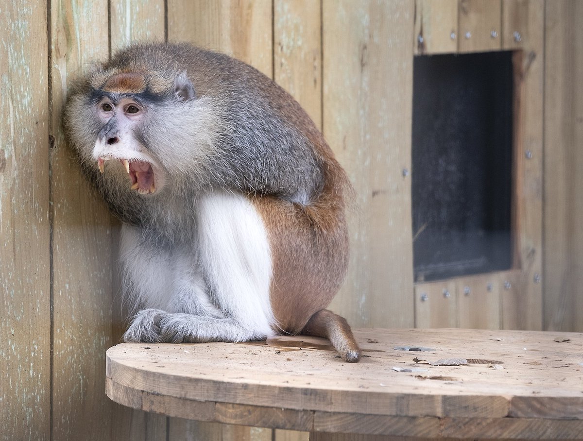 statesman's tweet image. A black bear was unable to move a few months before she died. A monkey lost part of his tail to frostbite. Instances of animal suffering like these spurred a zookeepers' revolt at the Austin Zoo. Here's the story: bit.ly/2DyiouJ