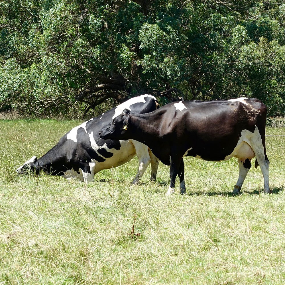 agersens_aus's tweet photo. Did you know? Horses get up front feet first and cattle get up hind feet first.  #animalbehaviour #cattle #eShepherd #virtualherding #IoT https://t.co/jtwRGImzT4